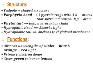 • 𝑇𝑎𝑑𝑝𝑜𝑙𝑒 − 𝑠ℎ𝑎𝑝𝑒𝑑 𝑠𝑡𝑟𝑢𝑐𝑡𝑢𝑟𝑒
• 𝑷𝒐𝒓𝒑𝒉𝒚𝒓𝒊𝒏 𝒉𝒆𝒂𝒅 ⟶ 4 𝑝𝑦𝑟𝑟𝑜𝑙𝑒 𝑟𝑖𝑛𝑔𝑠 𝑤𝑖𝑡ℎ 4 𝑁 − 𝑎𝑡𝑜𝑚𝑠
𝑡ℎ𝑎𝑡 𝑠𝑢𝑟𝑟𝑜𝑢𝑛𝑑 𝑐𝑒𝑛𝑡𝑟𝑎𝑙 𝑀𝑔 − 𝑎𝑡𝑜𝑚.
• 𝑷𝒉𝒚𝒕𝒐𝒍 𝒕𝒂𝒊𝒍 ⟶ 𝑙𝑜𝑛𝑔 ℎ𝑦𝑑𝑟𝑜𝑐𝑎𝑟𝑏𝑜𝑛 𝑐ℎ𝑎𝑖𝑛
• 𝐻𝑦𝑑𝑟𝑜𝑝ℎ𝑖𝑙𝑖𝑐 𝐻𝑒𝑎𝑑 ⟹ 𝐴𝑏𝑠𝑜𝑟𝑏𝑠 𝑙𝑖𝑔ℎ𝑡
• 𝐻𝑦𝑑𝑟𝑜𝑝ℎ𝑜𝑏𝑖𝑐 𝑡𝑎𝑖𝑙 ⟹ 𝐴𝑛𝑐ℎ𝑜𝑟𝑠 𝑡𝑜 𝑡ℎ𝑦𝑙𝑎𝑘𝑜𝑖𝑑 𝑚𝑒𝑚𝑏𝑟𝑎𝑛𝑒
• 𝐴𝑏𝑠𝑜𝑟𝑏𝑠 𝑤𝑎𝑣𝑒𝑙𝑒𝑛𝑔𝑡ℎ𝑠 𝑜𝑓 𝒗𝒊𝒐𝒍𝒆𝒕 − 𝒃𝒍𝒖𝒆 &
𝒐𝒓𝒂𝒏𝒈𝒆 − 𝒓𝒆𝒅 𝑙𝑖𝑔ℎ𝑡.
• 𝑃𝑟𝑖𝑚𝑎𝑟𝑦 𝑒𝑙𝑒𝑐𝑡𝑟𝑜𝑛 𝑑𝑜𝑛𝑜𝑟
• 𝐺𝑖𝑣𝑒𝑠 𝒈𝒓𝒆𝒆𝒏 𝑐𝑜𝑙𝑜𝑢𝑟 𝑡𝑜 𝒍𝒆𝒂𝒗𝒆𝒔
 