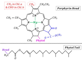 𝐶𝐻2𝐶𝐻3
𝐶𝐻3
𝐶𝐻3
𝐶𝐻3
𝐶𝐻2 = 𝐶𝐻 𝐶𝐻3
𝑂
𝐶𝐻3 𝑖𝑛 𝐶ℎ𝑙. 𝑎
& 𝐶𝐻𝑂 𝑖𝑛 𝐶ℎ𝑙. 𝑏
𝑵 𝑵
𝑵
𝑵
⊖
⊖
𝑴𝒈
𝑷𝒉𝒚𝒕𝒐𝒍
𝑷𝒐𝒓𝒑𝒉𝒚𝒓𝒊𝒏 𝑯𝒆𝒂𝒅
𝑷𝒉𝒚𝒕𝒐𝒍 𝑻𝒂𝒊𝒍
𝑂
𝑂
𝐻2𝐶
𝑯𝒆𝒂𝒅
 