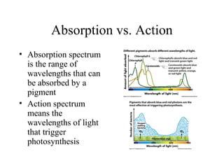 Absorption vs. Action
• Absorption spectrum
is the range of
wavelengths that can
be absorbed by a
pigment
• Action spectrum
means the
wavelengths of light
that trigger
photosynthesis
 