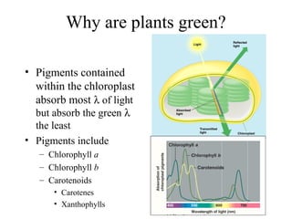 Why are plants green?
• Pigments contained
within the chloroplast
absorb most λ of light
but absorb the green λ
the least
• Pigments include
– Chlorophyll a
– Chlorophyll b
– Carotenoids
• Carotenes
• Xanthophylls
 