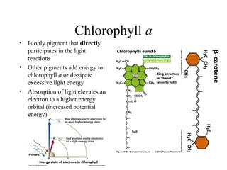 Chlorophyll a
• Is only pigment that directly
participates in the light
reactions
• Other pigments add energy to
chlorophyll a or dissipate
excessive light energy
• Absorption of light elevates an
electron to a higher energy
orbital (increased potential
energy)
 