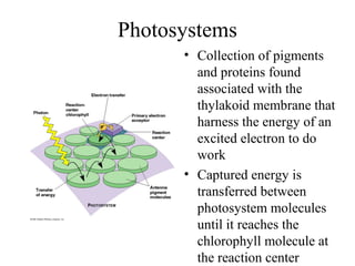 Photosystems
• Collection of pigments
and proteins found
associated with the
thylakoid membrane that
harness the energy of an
excited electron to do
work
• Captured energy is
transferred between
photosystem molecules
until it reaches the
chlorophyll molecule at
the reaction center
 