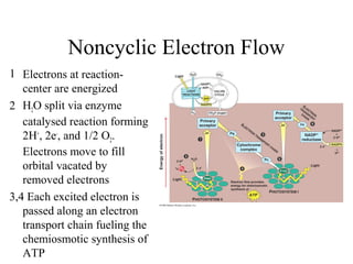 Noncyclic Electron Flow
1 Electrons at reaction-
center are energized
2 H2O split via enzyme
catalysed reaction forming
2H+
, 2e-
, and 1/2 O2.
Electrons move to fill
orbital vacated by
removed electrons
3,4 Each excited electron is
passed along an electron
transport chain fueling the
chemiosmotic synthesis of
ATP
 