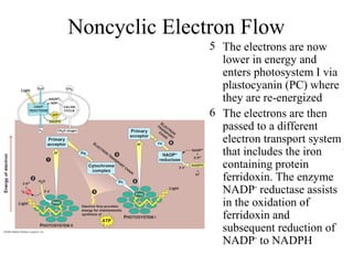 5 The electrons are now
lower in energy and
enters photosystem I via
plastocyanin (PC) where
they are re-energized
6 The electrons are then
passed to a different
electron transport system
that includes the iron
containing protein
ferridoxin. The enzyme
NADP+
reductase assists
in the oxidation of
ferridoxin and
subsequent reduction of
NADP+
to NADPH
Noncyclic Electron Flow
 