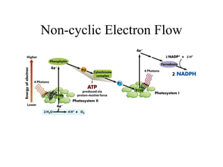 Non-cyclic Electron Flow
 