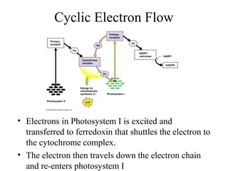 Cyclic Electron Flow
• Electrons in Photosystem I is excited and
transferred to ferredoxin that shuttles the electron to
the cytochrome complex.
• The electron then travels down the electron chain
and re-enters photosystem I
 