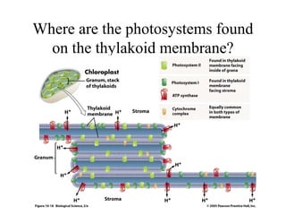 Where are the photosystems found
on the thylakoid membrane?
 