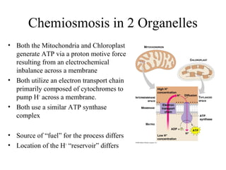 Chemiosmosis in 2 Organelles
• Both the Mitochondria and Chloroplast
generate ATP via a proton motive force
resulting from an electrochemical
inbalance across a membrane
• Both utilize an electron transport chain
primarily composed of cytochromes to
pump H+
across a membrane.
• Both use a similar ATP synthase
complex
• Source of “fuel” for the process differs
• Location of the H+
“reservoir” differs
 