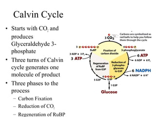 Calvin Cycle
• Starts with CO2 and
produces
Glyceraldehyde 3-
phosphate
• Three turns of Calvin
cycle generates one
molecule of product
• Three phases to the
process
– Carbon Fixation
– Reduction of CO2
– Regeneration of RuBP
 