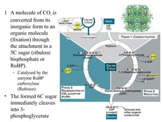 1 A molecule of CO2 is
converted from its
inorganic form to an
organic molecule
(fixation) through
the attachment to a
5C sugar (ribulose
bisphosphate or
RuBP).
– Catalysed by the
enzyme RuBP
carboxylase
(Rubisco).
• The formed 6C sugar
immediately cleaves
into 3-
phosphoglycerate
 