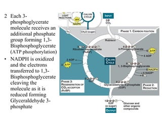 2 Each 3-
phosphoglycerate
molecule receives an
additional phosphate
group forming 1,3-
Bisphosphoglycerate
(ATP phosphorylation)
• NADPH is oxidized
and the electrons
transferred to 1,3-
Bisphosphoglycerate
cleaving the
molecule as it is
reduced forming
Glyceraldehyde 3-
phosphate
 
