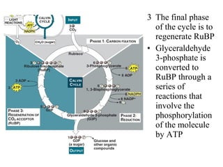 3 The final phase
of the cycle is to
regenerate RuBP
• Glyceraldehyde
3-phosphate is
converted to
RuBP through a
series of
reactions that
involve the
phosphorylation
of the molecule
by ATP
 