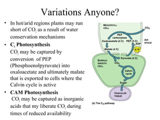 Variations Anyone?
• In hot/arid regions plants may run
short of CO2 as a result of water
conservation mechanisms
• C4 Photosynthesis
CO2 may be captured by
conversion of PEP
(Phosphoenolpyruvate) into
oxaloacetate and ultimately malate
that is exported to cells where the
Calvin cycle is active
• CAM Photosynthesis
CO2 may be captured as inorganic
acids that my liberate CO2 during
times of reduced availability
 