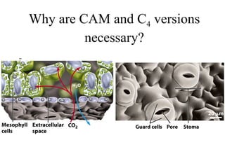 Why are CAM and C4 versions
necessary?
 