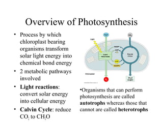 Overview of Photosynthesis
• Process by which
chloroplast bearing
organisms transform
solar light energy into
chemical bond energy
• 2 metabolic pathways
involved
• Light reactions:
convert solar energy
into cellular energy
• Calvin Cycle: reduce
CO2 to CH2O
•Organisms that can perform
photosynthesis are called
autotrophs whereas those that
cannot are called heterotrophs
 