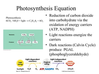 Photosynthesis Equation
• Reduction of carbon dioxide
into carbohydrate via the
oxidation of energy carriers
(ATP, NADPH)
• Light reactions energize the
carriers
• Dark reactions (Calvin Cycle)
produce PGAL
(phosphoglyceraldehyde)
Photosynthesis
6CO2 +6H20 + light → C6H1206 + 6O2
 