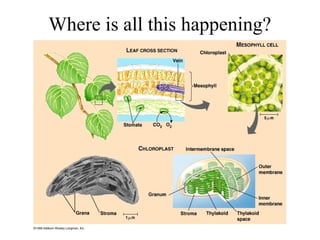 Where is all this happening?
 