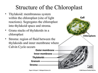 Structure of the Chloroplast
• Thylakoid: membranous system
within the chloroplast (site of light
reactions). Segregates the chloroplast
into thylakoid space and stroma.
• Grana stacks of thylakoids in a
chloroplast
• Stroma: region of fluid between the
thylakoids and inner membrane where
Calvin Cycle occurs
 