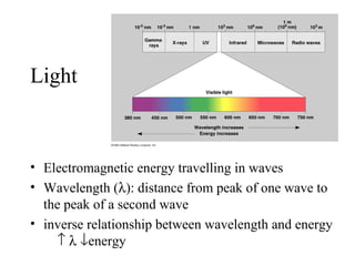 Light
• Electromagnetic energy travelling in waves
• Wavelength (λ): distance from peak of one wave to
the peak of a second wave
• inverse relationship between wavelength and energy
↑ λ ↓energy
 