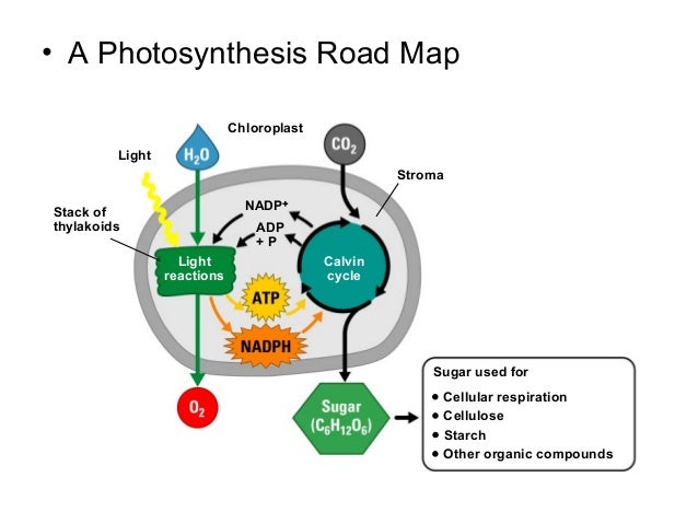 Uses Energy From Food To Make High Energy Compounds Uses Energy From Food To Make High Energy Compounds