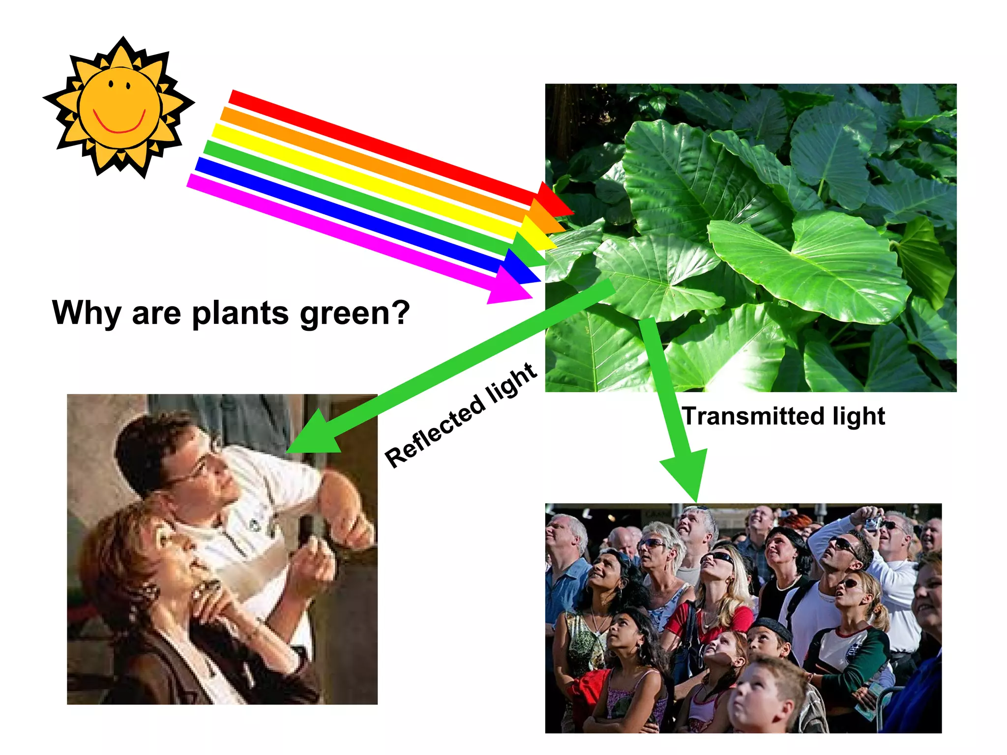 Why are plants green?
Reflected light
Transmitted light
 