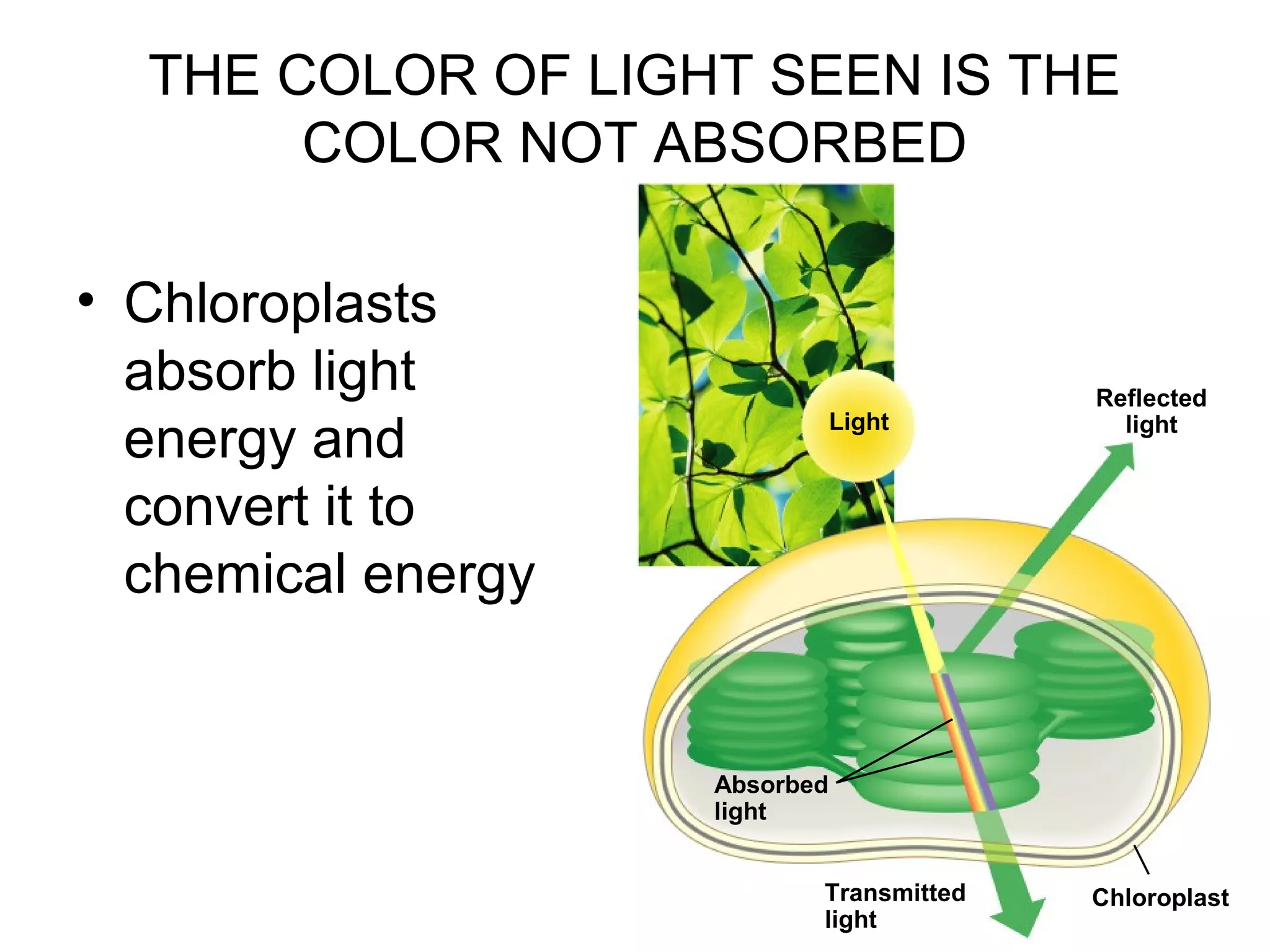 • Chloroplasts
absorb light
energy and
convert it to
chemical energy
Light
Reflected
light
Absorbed
light
Transmitted
light
Chloroplast
THE COLOR OF LIGHT SEEN IS THE
COLOR NOT ABSORBED
 