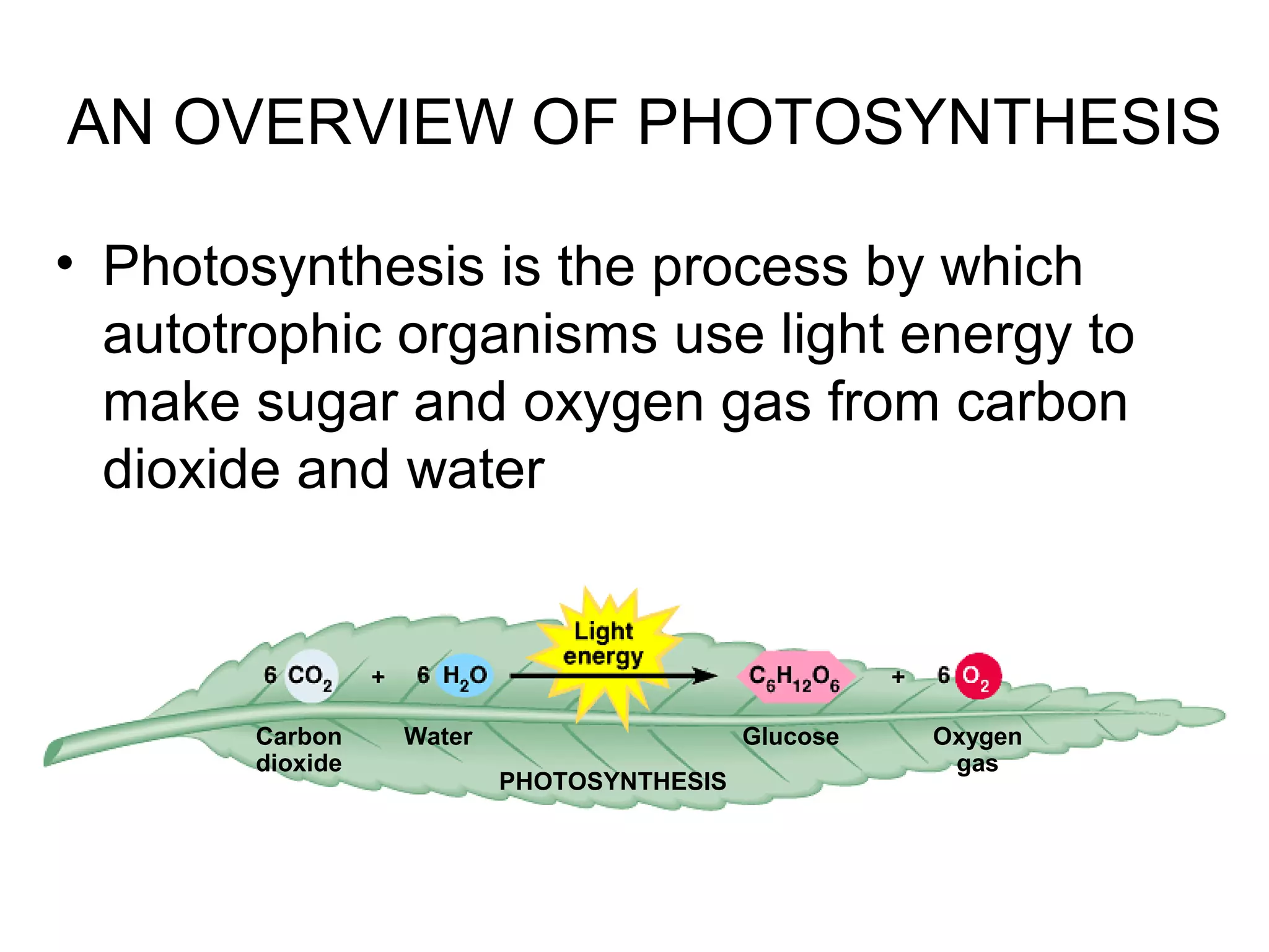 • Photosynthesis is the process by which
autotrophic organisms use light energy to
make sugar and oxygen gas from carbon
dioxide and water
AN OVERVIEW OF PHOTOSYNTHESIS
Carbon
dioxide
Water Glucose Oxygen
gas
PHOTOSYNTHESIS
 