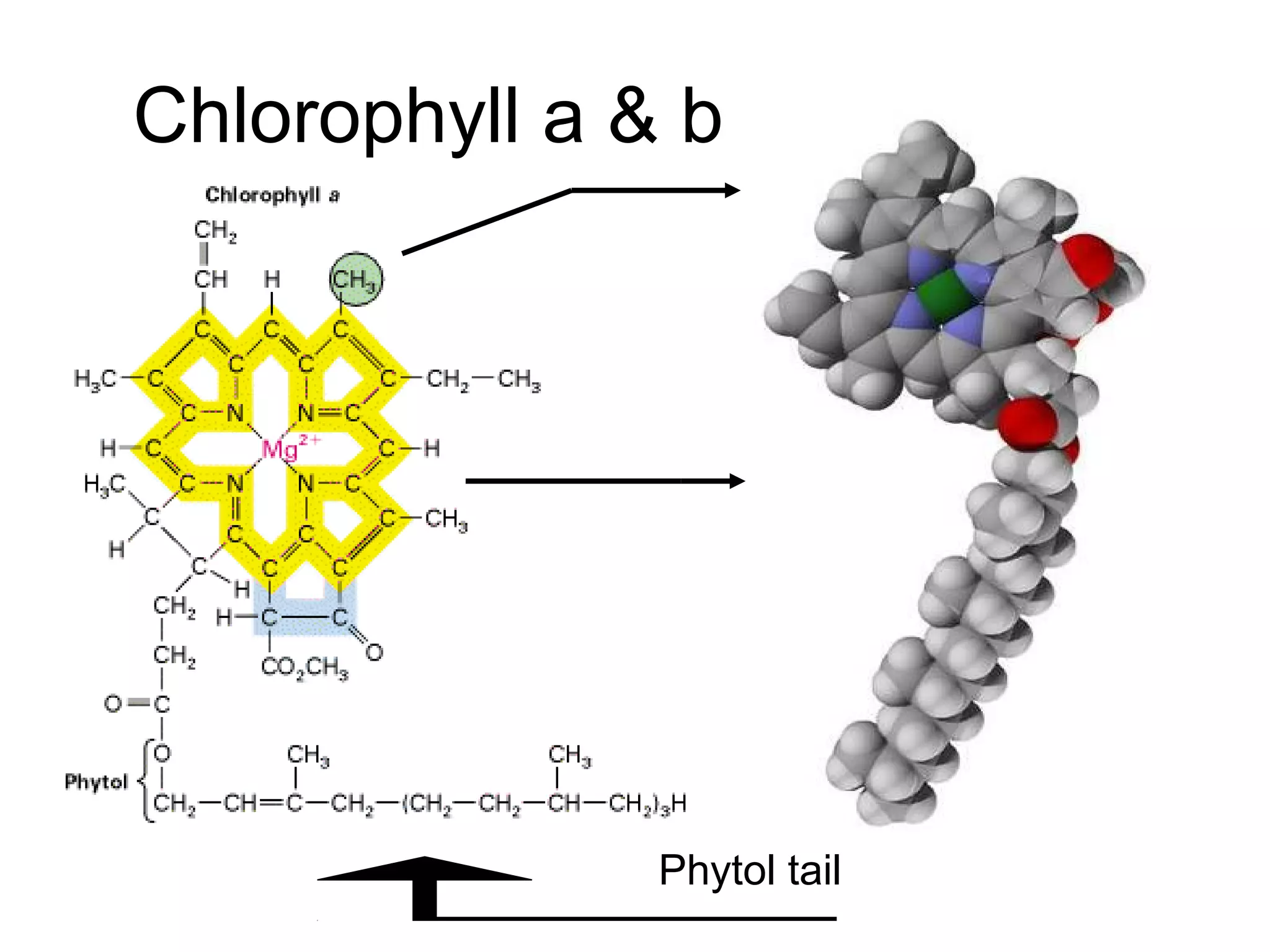 Chlorophyll a & b
•Chl a has a methyl
group
•Chl b has a carbonyl
group
Porphyrin ring
delocalized e-
Phytol tail
 