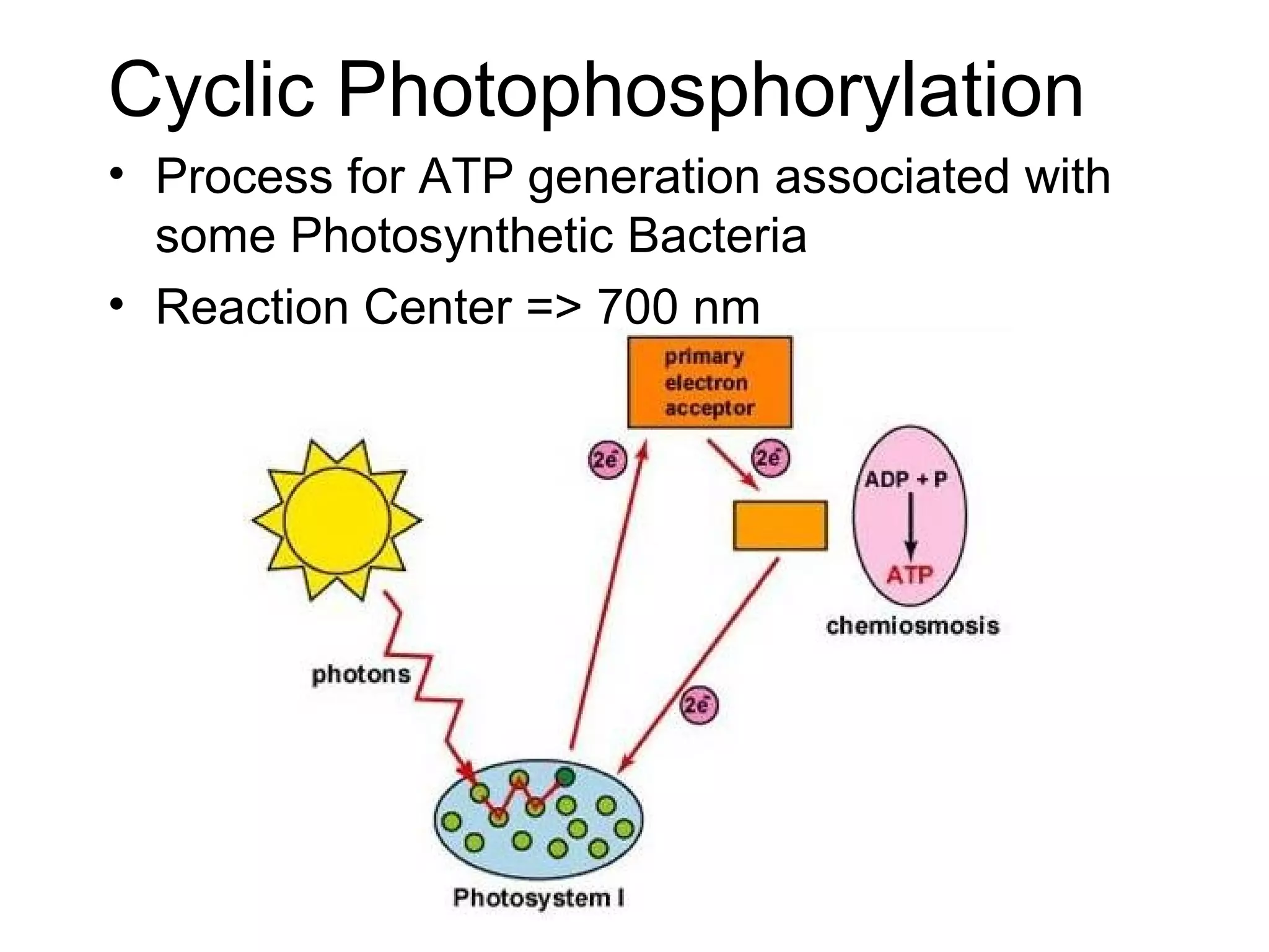 Cyclic Photophosphorylation
• Process for ATP generation associated with
some Photosynthetic Bacteria
• Reaction Center => 700 nm
 