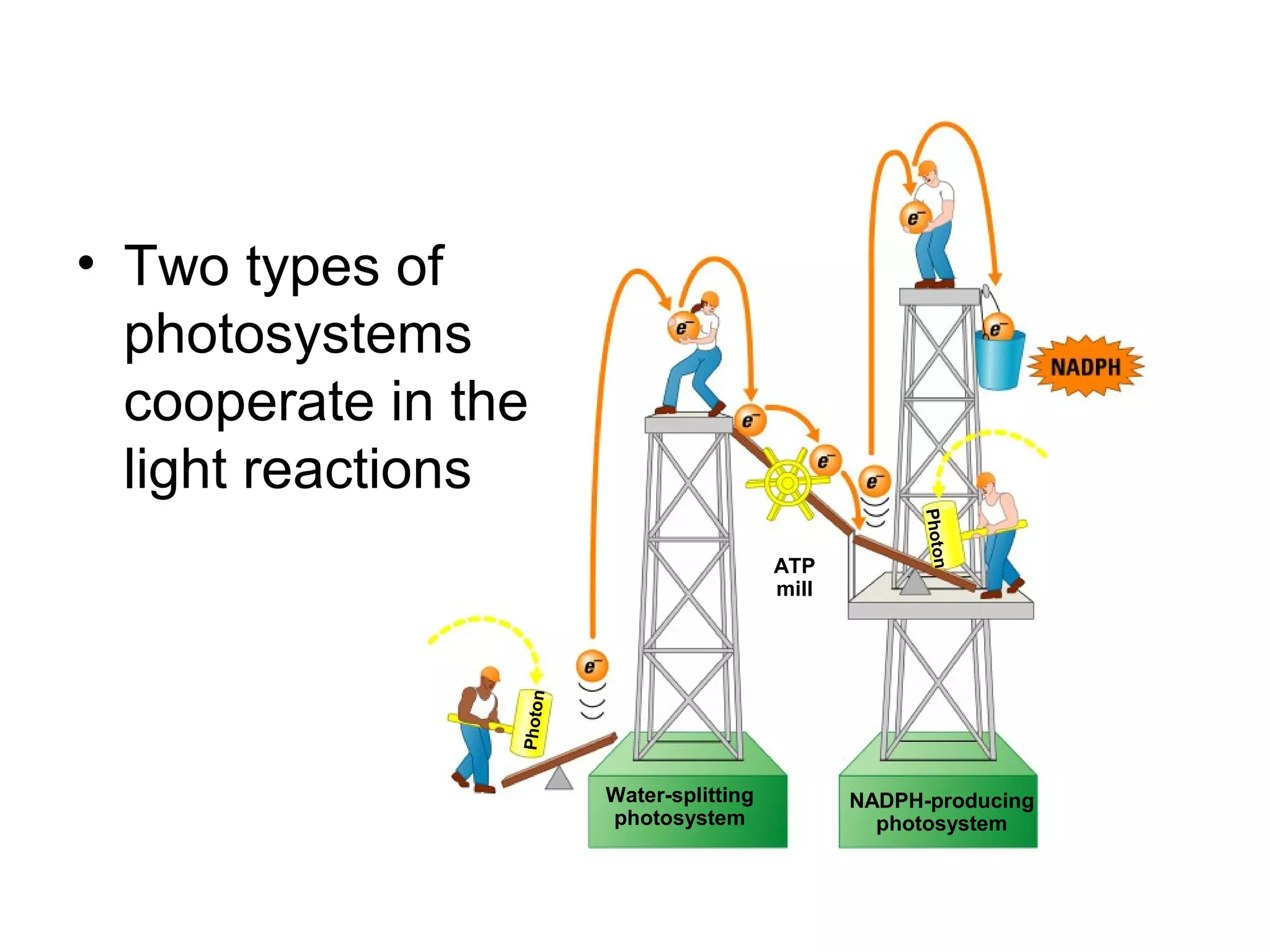 Photon
Photon
Water-splitting
photosystem
NADPH-producing
photosystem
ATP
mill
• Two types of
photosystems
cooperate in the
light reactions
 