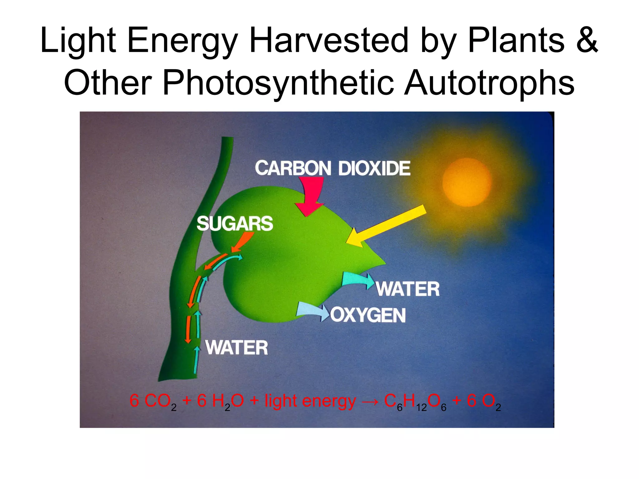 Light Energy Harvested by Plants &
Other Photosynthetic Autotrophs
6 CO2 + 6 H2O + light energy → C6H12O6 + 6 O2
 