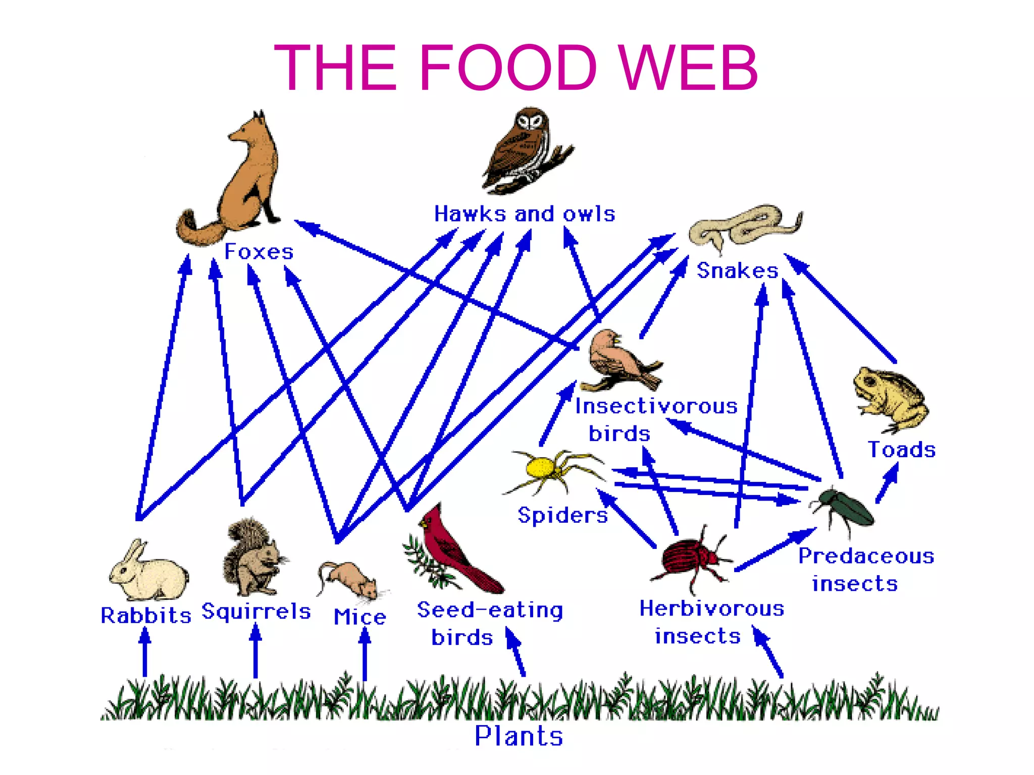 THE FOOD WEB
 