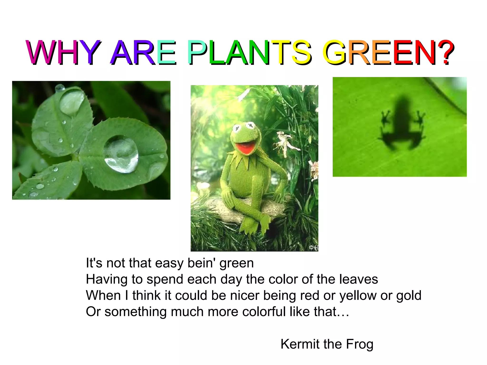 WHWHY ARY ARE PE PLANLANTS GTS GREREEN?EN?
It's not that easy bein' green
Having to spend each day the color of the leaves
When I think it could be nicer being red or yellow or gold
Or something much more colorful like that…
Kermit the Frog
 