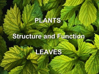 PLANTSPLANTS
Structure and FunctionStructure and Function
LEAVESLEAVES
 