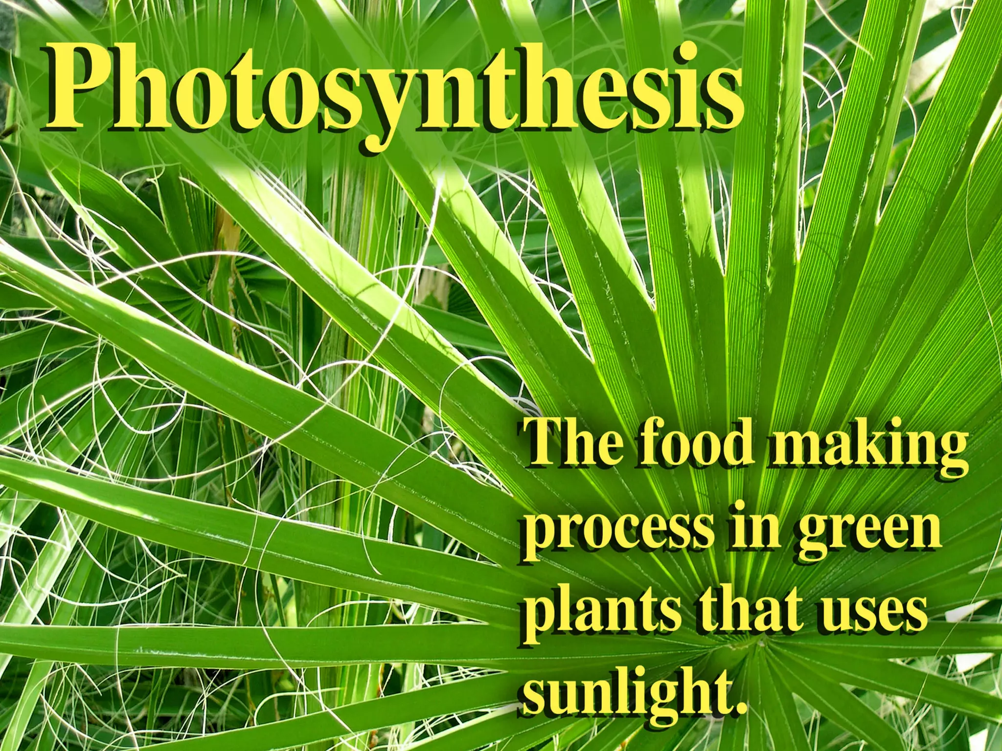 Leaves, Structure and Function | PPT