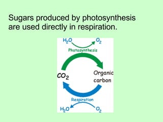 Sugars produced by photosynthesis are used directly in respiration.  
