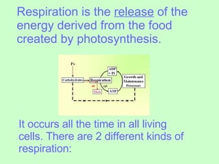 Respiration is the  release  of the energy derived from the food created by photosynthesis.  It occurs all the time in all living cells. There are 2 different kinds of respiration: 