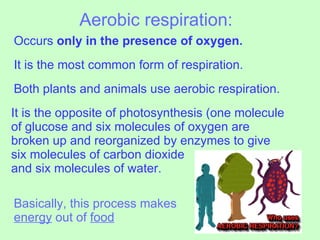Aerobic respiration: Occurs  only in the presence of oxygen. It is the most common form of respiration. Both plants and animals use aerobic respiration. It is the opposite of photosynthesis (one molecule of glucose and six molecules of oxygen are broken up and reorganized by enzymes to give six molecules of carbon dioxide  and six molecules of water. Basically, this process makes  energy  out of  food 