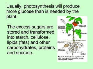 Usually, photosynthesis will produce more glucose than is needed by the plant.  The excess sugars are stored and transformed into starch, cellulose, lipids (fats) and other carbohydrates, proteins and sucrose. 