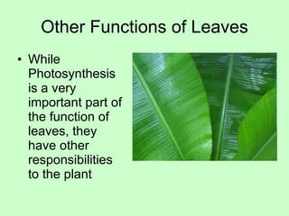 Other Functions of Leaves While Photosynthesis is a very important part of the function of leaves, they have other responsibilities to the plant 