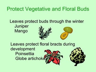 Protect Vegetative and Floral Buds Leaves protect buds through the winter  Juniper Mango Leaves protect floral bracts during development Poinsettia Globe artichoke 