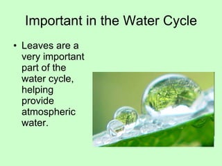 Important in the Water Cycle Leaves are a very important part of the water cycle, helping provide atmospheric water. 
