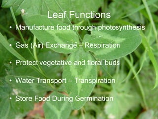 Leaf Functions Manufacture food through photosynthesis Gas (Air) Exchange – Respiration Protect vegetative and floral buds Water Transport – Transpiration Store Food During Germination 