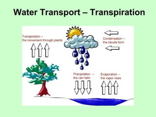 Water Transport – Transpiration 