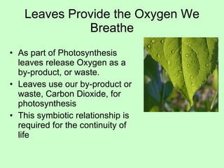 Leaves Provide the Oxygen We Breathe As part of Photosynthesis leaves release Oxygen as a by-product, or waste. Leaves use our by-product or waste, Carbon Dioxide, for photosynthesis This symbiotic relationship is required for the continuity of life 