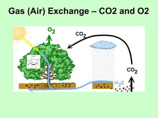 Gas (Air) Exchange – CO2 and O2 