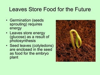 Leaves Store Food for the Future Germination (seeds sprouting) requires energy Leaves store energy (glucose) as a result of photosynthesis Seed leaves (cotyledons) are enclosed in the seed as food for the embryo plant 