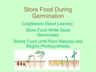 Store Food During Germination Cotyledons (Seed Leaves)   Store Food While Seed Germinates Stores Food Until Plant Matures and Begins Photosynthesis 