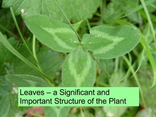 Leaves – a Significant and Important Structure of the Plant 