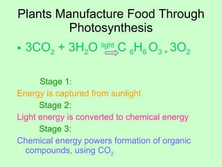 Plants Manufacture Food Through Photosynthesis 3CO 2  + 3H 2 O  light  C  6 H 6  O 3 +  3O 2   Stage 1 : Energy is captured from sunlight Stage 2: Light energy is converted to chemical energy Stage 3: Chemical energy powers formation of organic compounds, using CO 2 